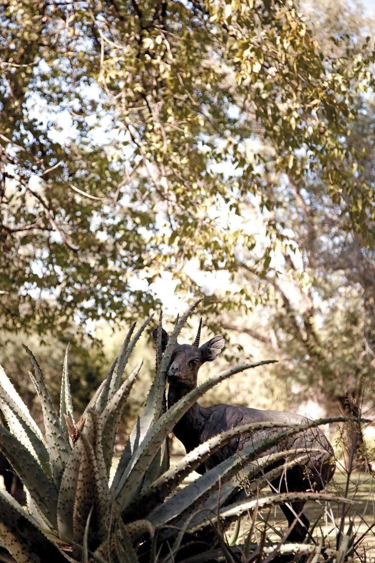 Kings Camp Private Game Reserve Klaserie Private Nature Reserve Exterior photo