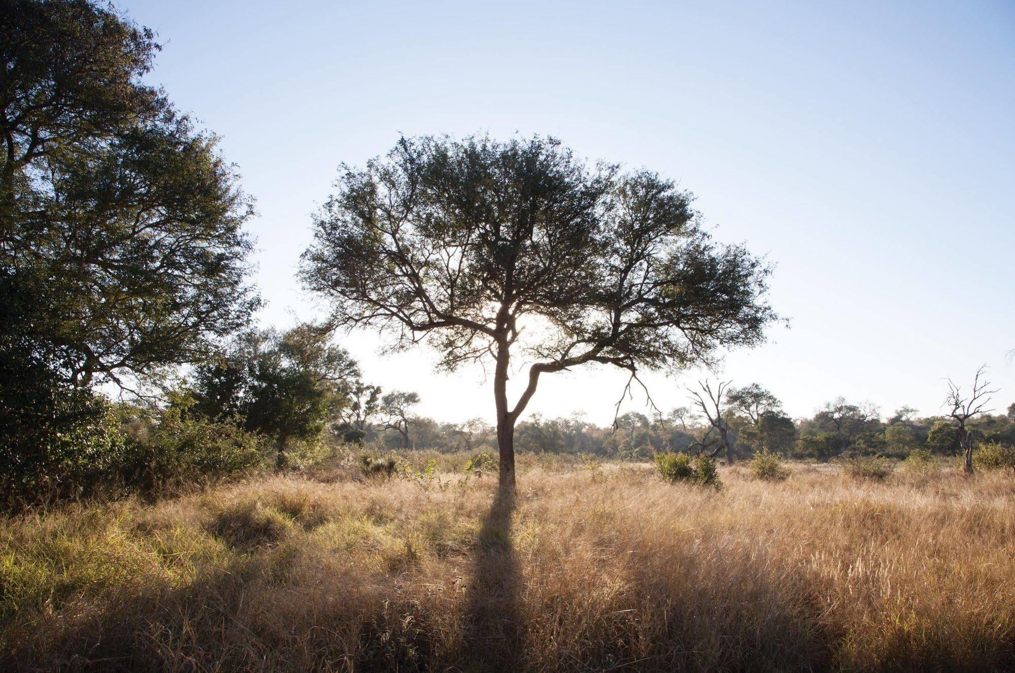 Kings Camp Private Game Reserve Klaserie Private Nature Reserve Exterior photo